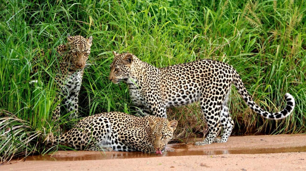Simbavati Camp George Villa Klaserie Private Nature Reserve Luaran gambar