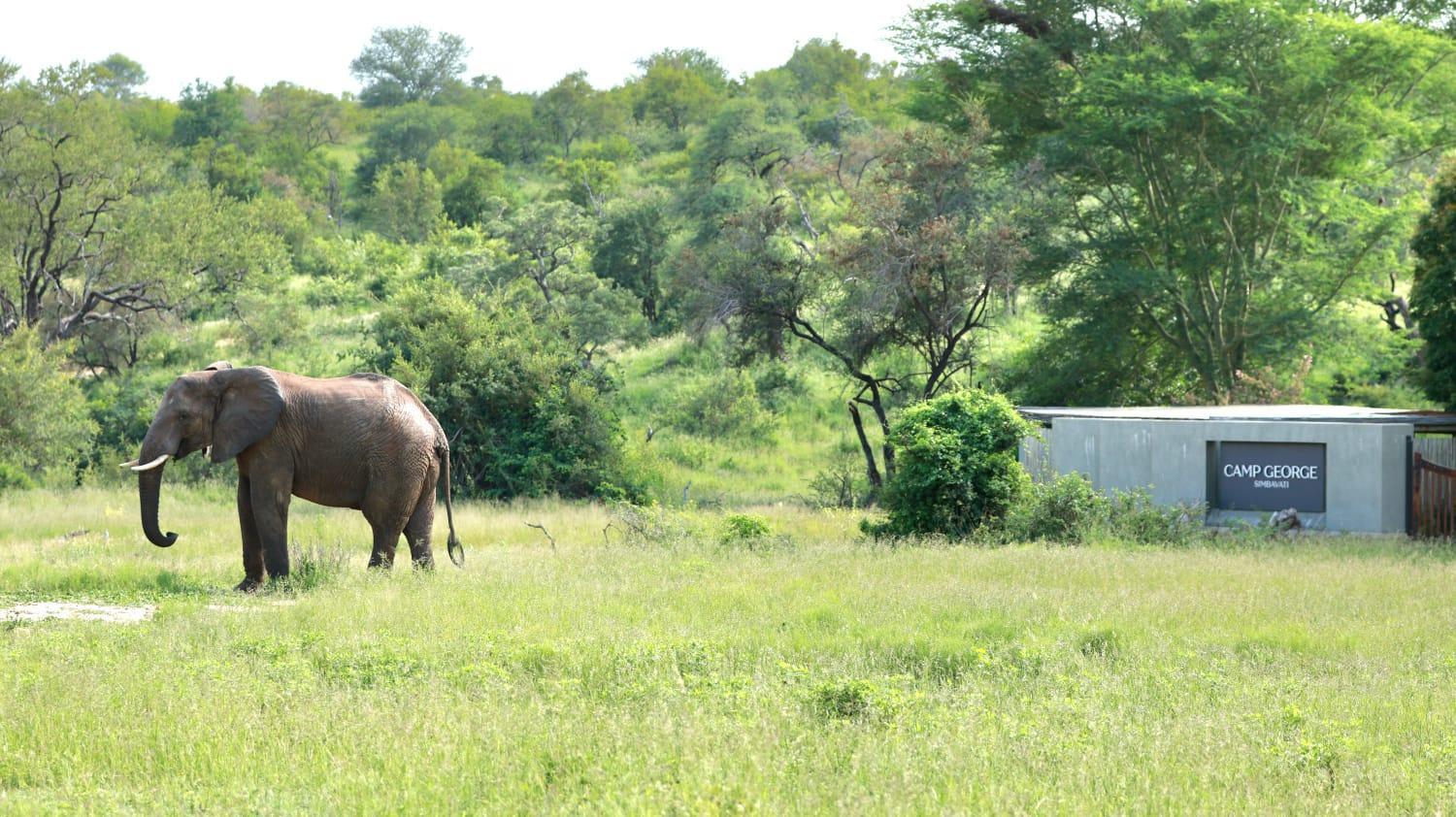 Simbavati Camp George Villa Klaserie Private Nature Reserve Luaran gambar